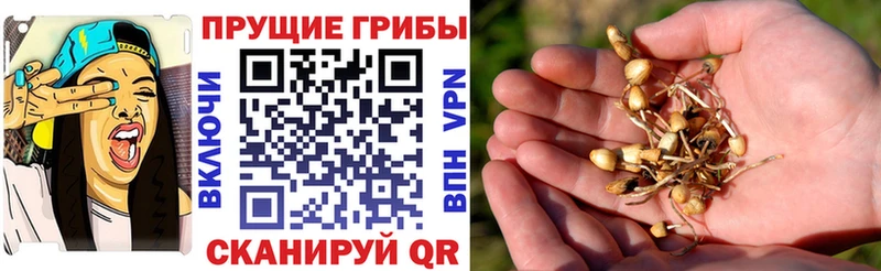 Псилоцибиновые грибы Magic Shrooms  Купить  Нюрба 